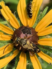 Typocerus octonotatus