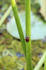 Coleomegilla occulta