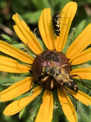 Typocerus octonotatus