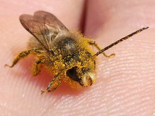 Horn-faced Mason Bee photo 5