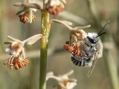 Colletes moricei