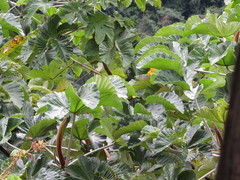 Cecropia ficifolia