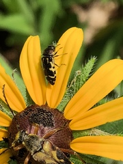 Acmaeodera pulchella