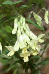 Lathyrus pannonicus