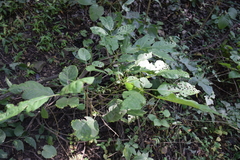 Angiospermae