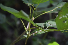 Angiospermae