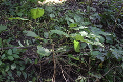 Angiospermae
