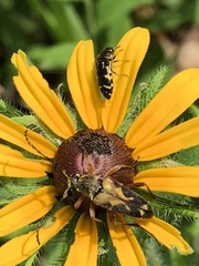 Acmaeodera pulchella