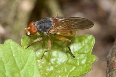 Brachyopa bicolor