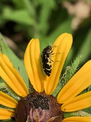 Acmaeodera pulchella