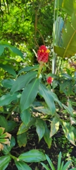 Costus comosus
