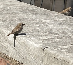 Passer domesticus