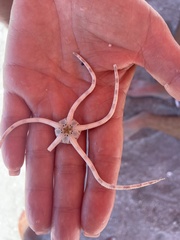 Ophiactis