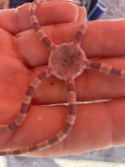 Ophiactis
