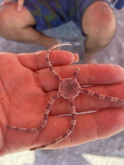 Ophiactis
