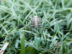 Charagmus gressorius