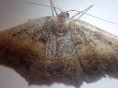 Prochoerodes forficaria