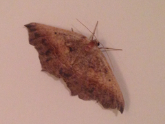 Prochoerodes forficaria