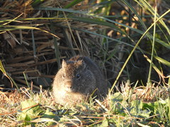 Cavia