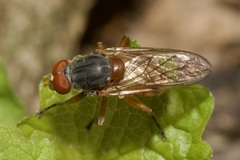 Brachyopa bicolor