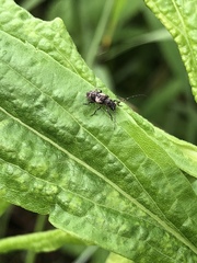Pogonocherus parvulus