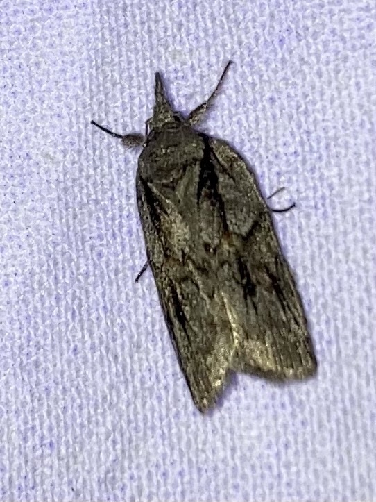 Nycteola columbana
