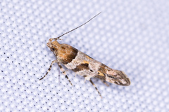 Aristotelia devexella