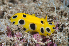 Phyllidia polkadotsa