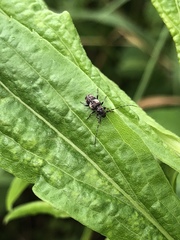 Pogonocherus parvulus
