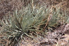 Hechtia podantha