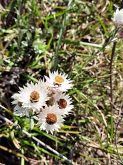 Achyranthemum affine