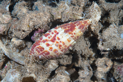 Mitra papalis