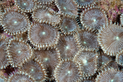 Palythoa heliodiscus