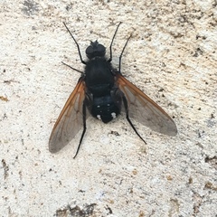 Satyramoeba hetrusca