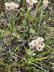 Achyranthemum affine