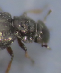 Ochthebiinae