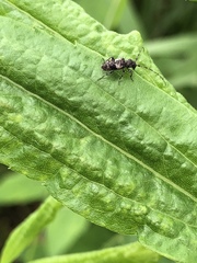 Pogonocherus parvulus
