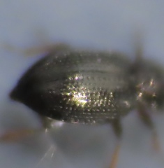 Ochthebiinae