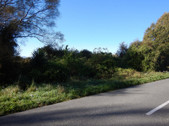 Muehlenbeckia australis