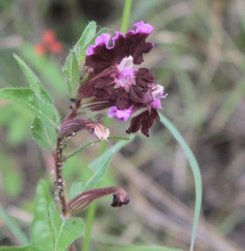 Cuphea lanceolata iNat (1)