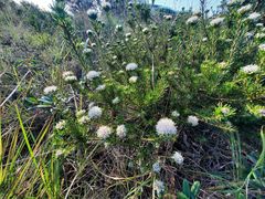 Agathosma gonaquensis