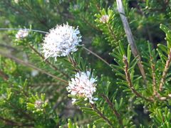 Agathosma gonaquensis