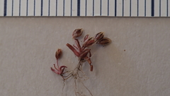 Juncus bryoides