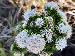 Agathosma gonaquensis