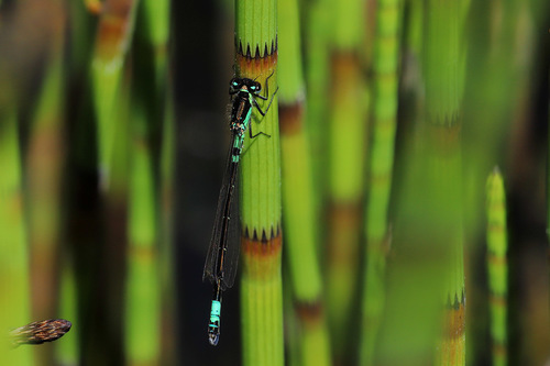 Norfolk damselfly
