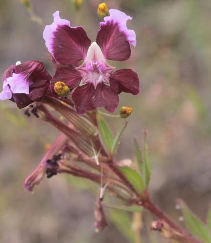 Cuphea lanceolata W.T.Aiton