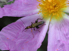 Oedemera barbara