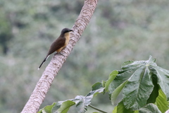 Coccyzus ferrugineus
