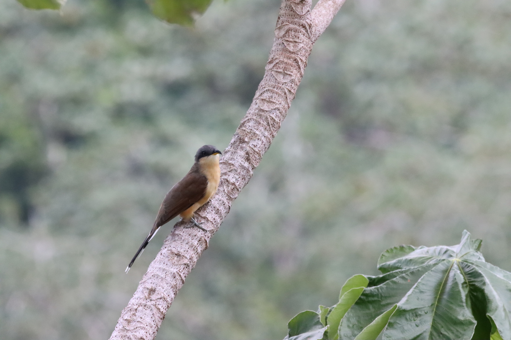 Cocos Cuckoo (Coccyzus ferrugineus), photo 2