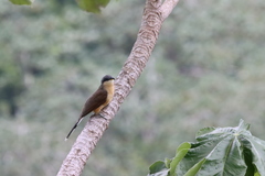 Coccyzus ferrugineus